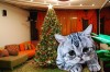 «Барсик умер из-за ёлки»: Москвичка смертью кота выяснила опасность долгого хранения дерева