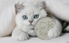 Кошка рубль бережет: Как животные помогают в финансовых делах