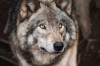 Волк-одиночка: вообще не нужны друзья этим 3 знакам Зодиака, сообщил астролог