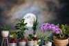 В сговоре с Луной: Как комнатные растения оздоровят весь дом