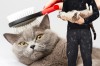 Кошка линяет — дом защищает: Зачем расчёсывать и гладить пушистика