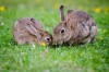 Куча «крольчат» и «капусты»: С кем семейное счастье ждёт Кролика по Восточному гороскопу — астролог