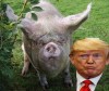 Россия подложила «свинью» США: Америка начала терять миллиарды долларов на рынке животноводства