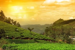 Шопинг на Шри-Ланке. Что надо купить на родине чая
