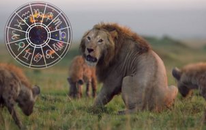 Гиены нападут со спины: Льва и Деву захотят унизить 19 февраля