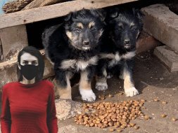 Приютские собаки, нашедшие своих хозяев во время карантина, снова окажутся на улице