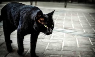 Черная кошка или бабка с ведром: Какие приметы ударят по кошельку 3 и 4 марта