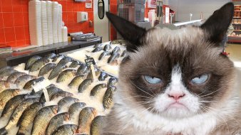 Бездомный кот и усом не поведет: Как не купить протухшую рыбу