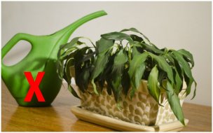 Восстановить увядшие листья комнатных цветов можно с помощью пакета