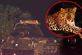 Индийский леопард устроил «фотосессию» на музейном танке