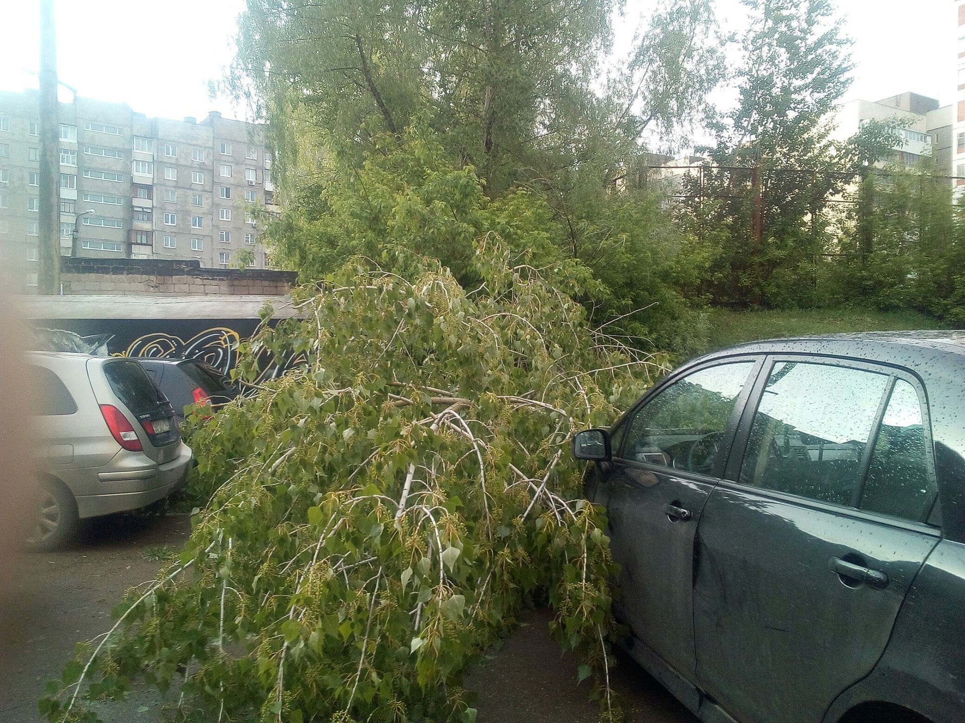 Мы сели отдохнуть на поваленную ветром иву. Деревья Уфа. Дерево упало на машину Октябрьский Башкортостан. В Ангарске в 94 квартале упало дерево на машину. Реализ Уфа дерево.