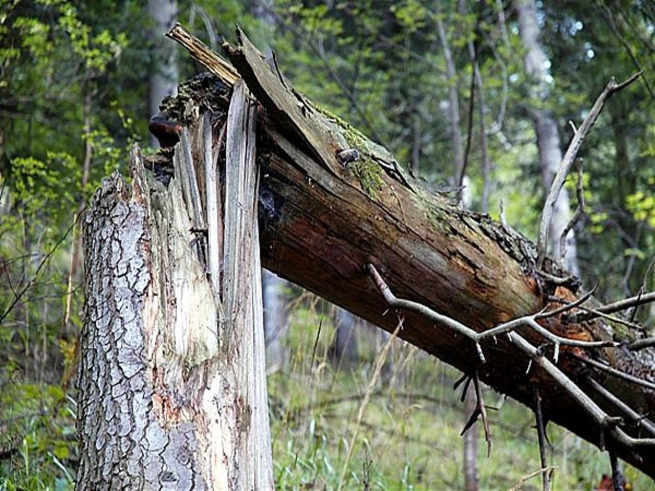 Сосны гибнут. Сломанное дерево. Поваленное дерево в лесу. Сломанное дерево в лесу. Старое сломанное дерево.