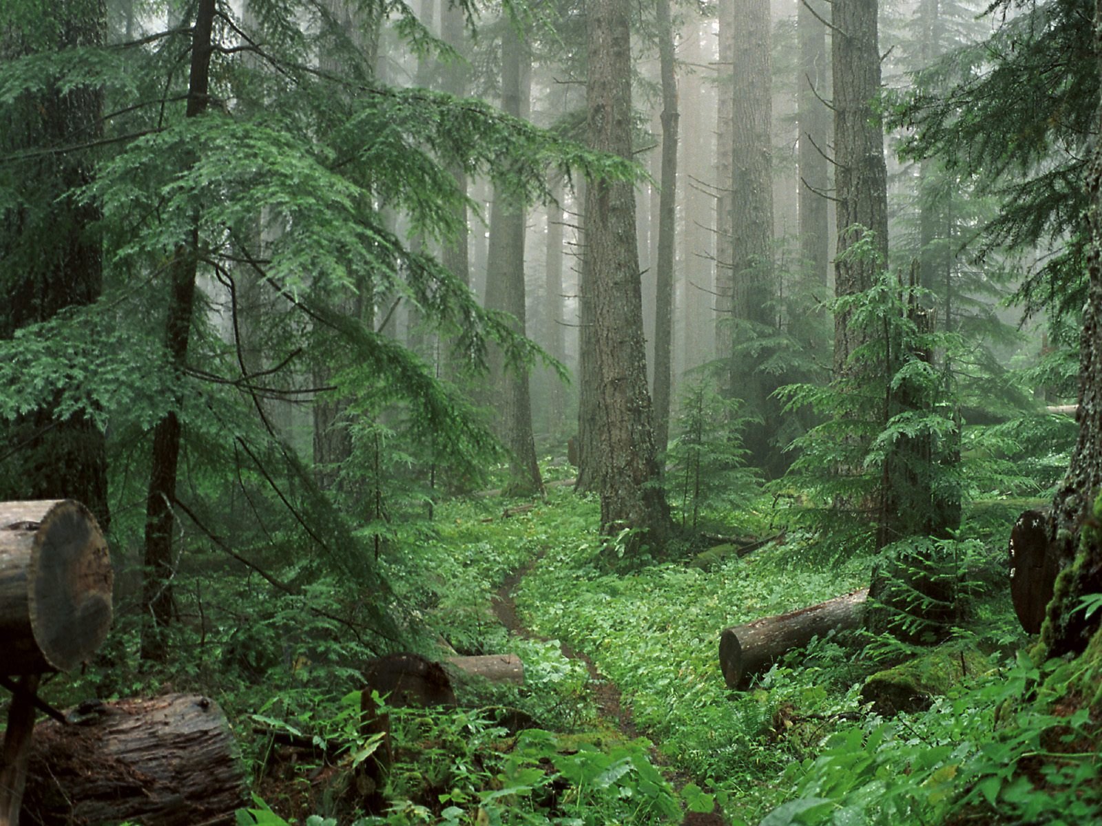 Приветливый лес. Дарк Форест густой лес. Труднопроходимый хвойный лес. Тайга хвойный Бор НЕПРОХОДИМАЯ. Дремучий лес пихта кедр.