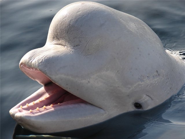 Лоб дельфина. Белый кит Белуха. Касатка Дельфин Белуха кит. Белый Дельфин Белуха.