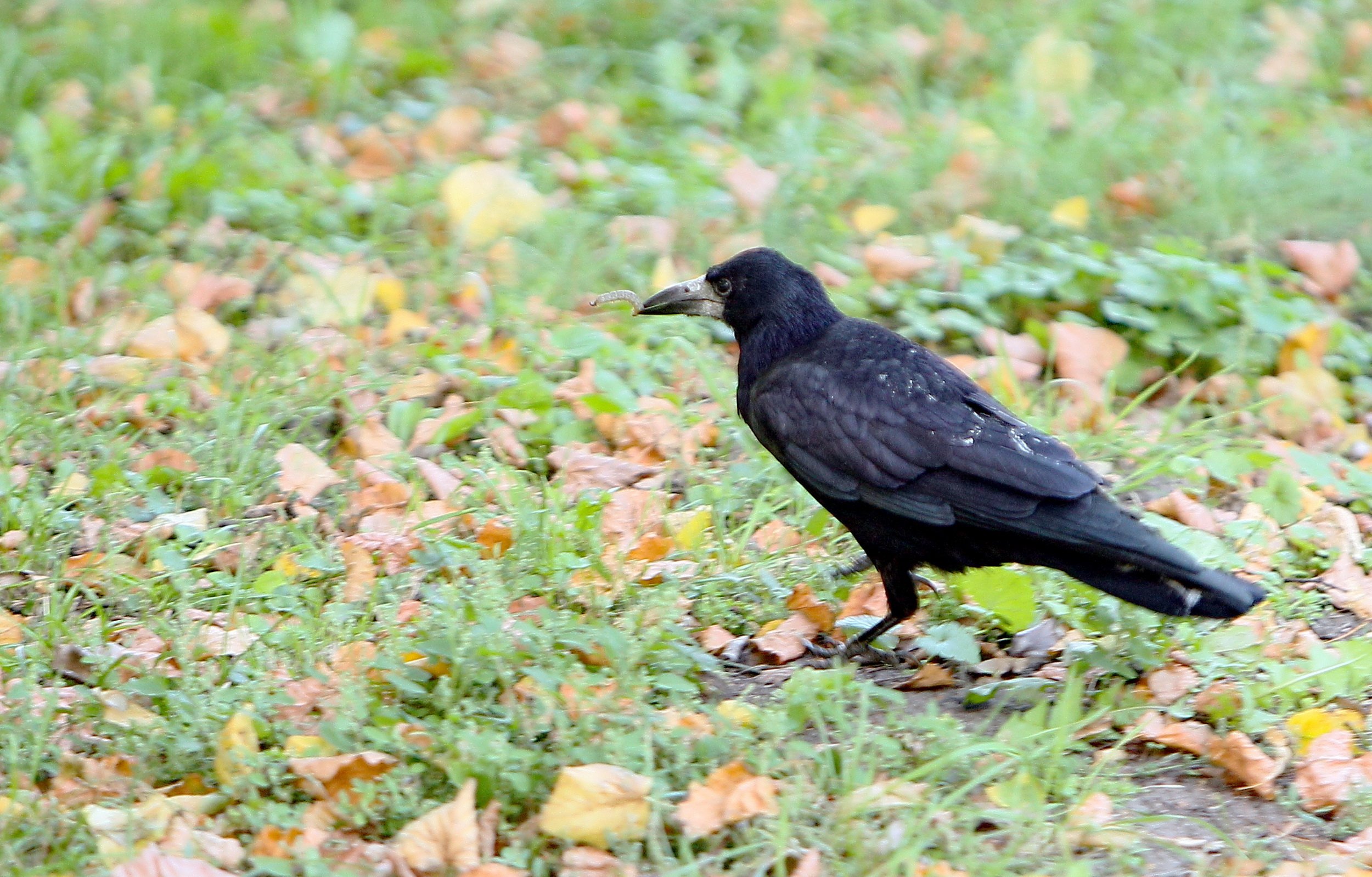 Crow с английского. Зеленая ворона. Ворона в парке. Грачи в парке. Рогатый ворон.