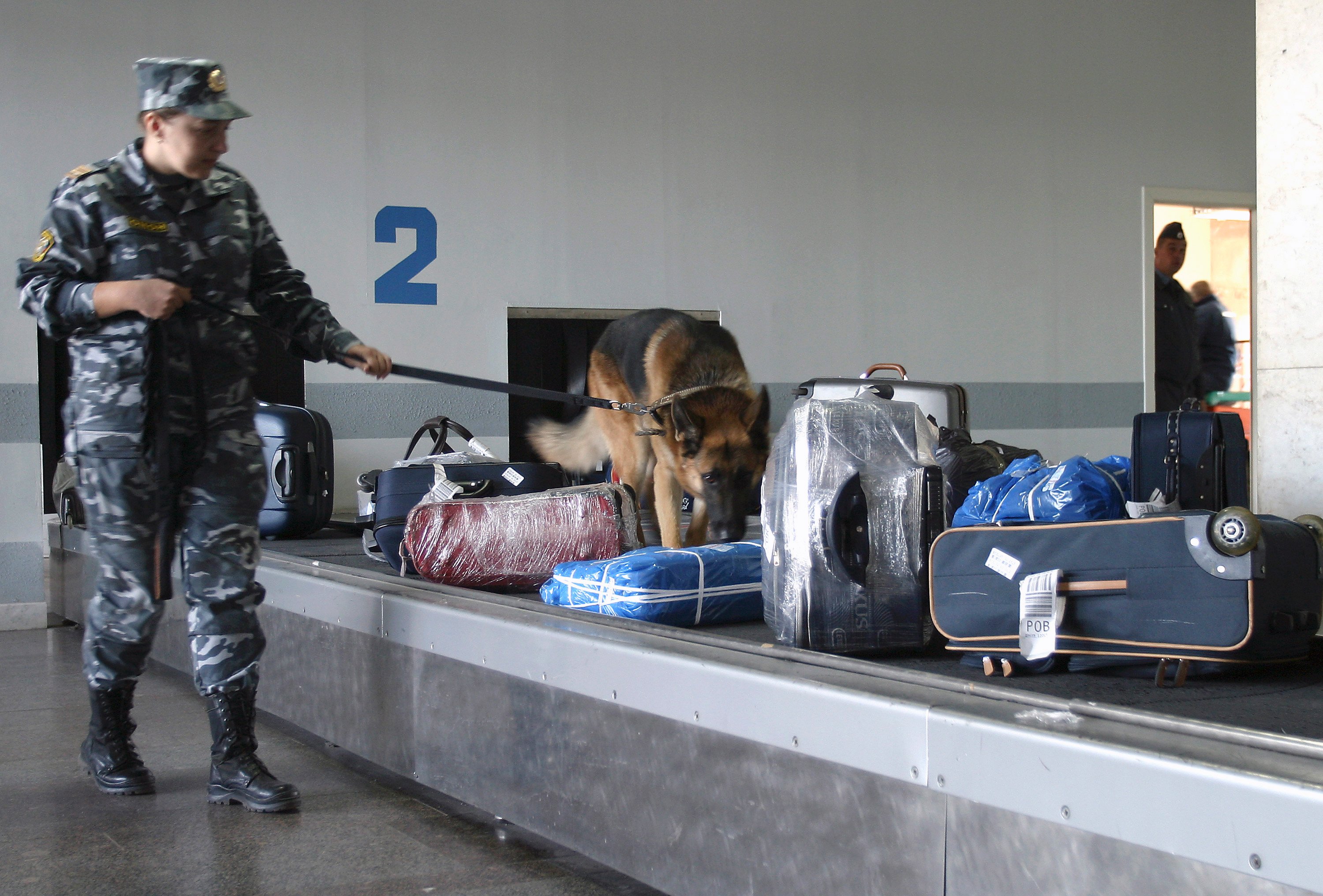 Досмотр сумок. Кинологи в аэропорту Шереметьево. Досмотр багажа в аэропорту. Собаки на службе в аэропорту. Обыск багажа.