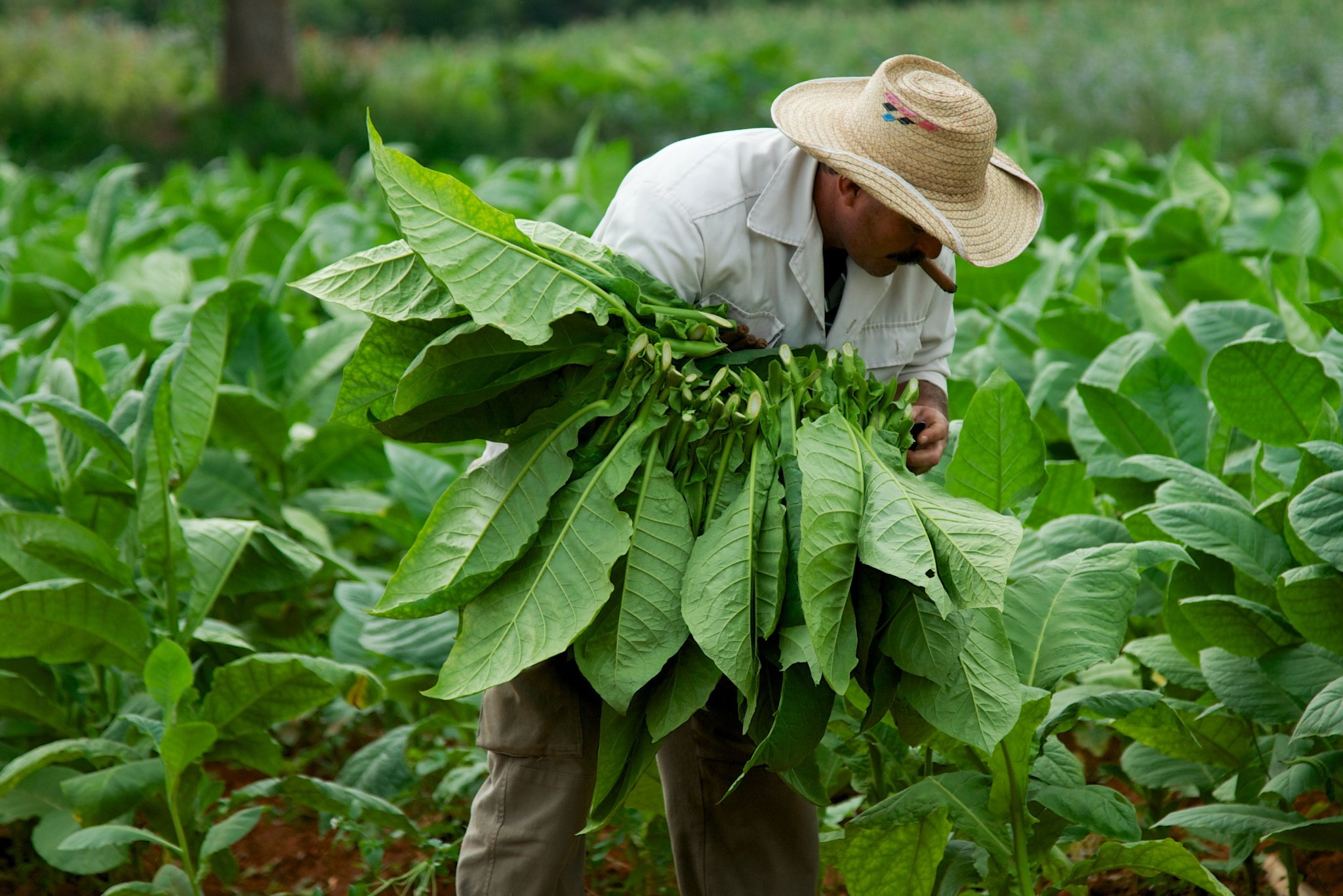 Растения которые люди специально выращивают. Растение табак курительный. Табак курительный самосад. Табак махорка растение. Табак курительный Урожайная грядка.