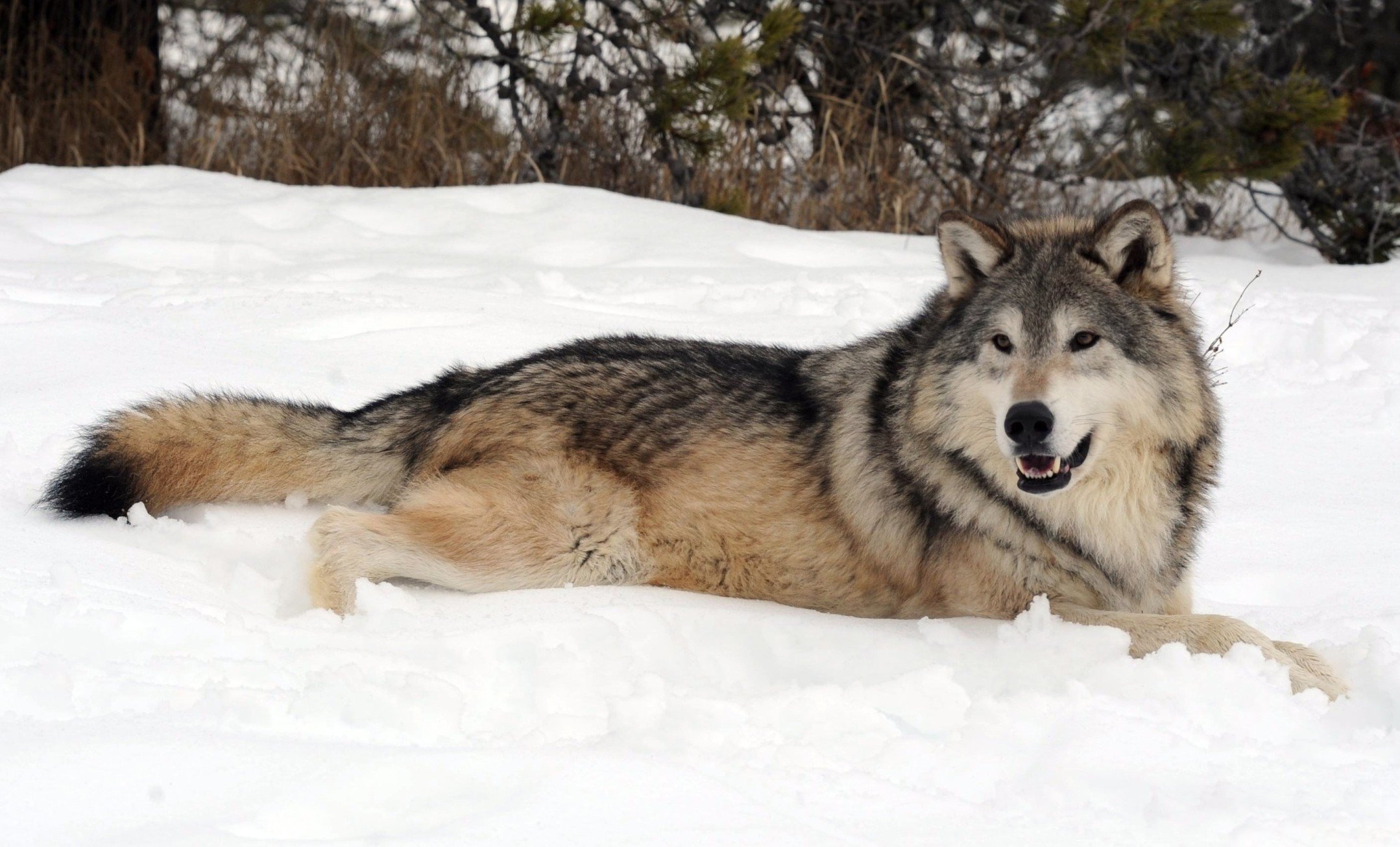 Среднерусский Лесной волк. Волк зимой. Картинки на рабочий стол волки. Волк лежит на снегу.