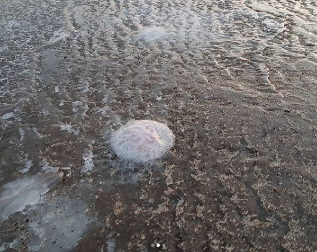 Медузы Во Льдах