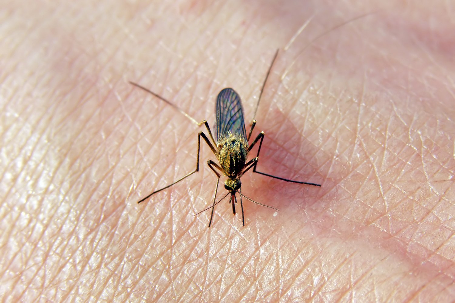 Может ли комар заразить ВИЧ инфекцией? Почему комары не переносят ВИЧ инфекцию?