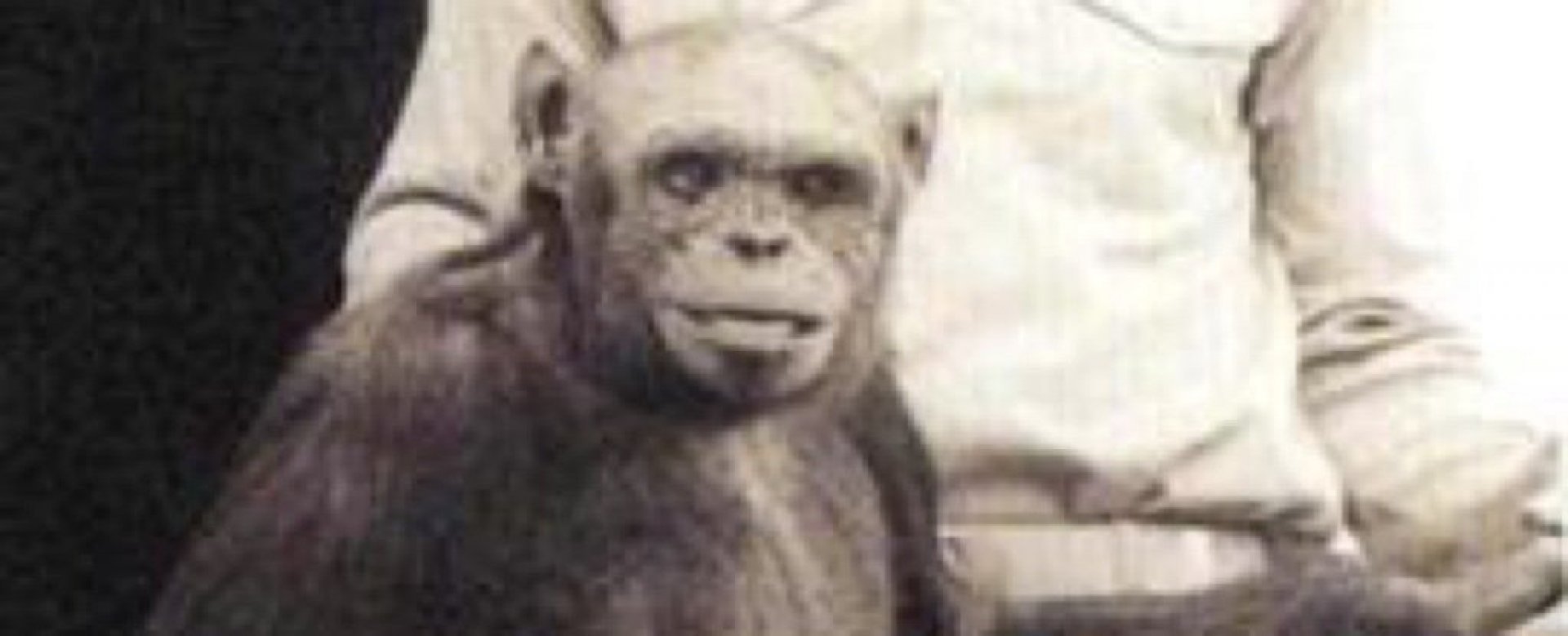 Человек обезьяна название. Шимпанзе Оливер Получеловек.