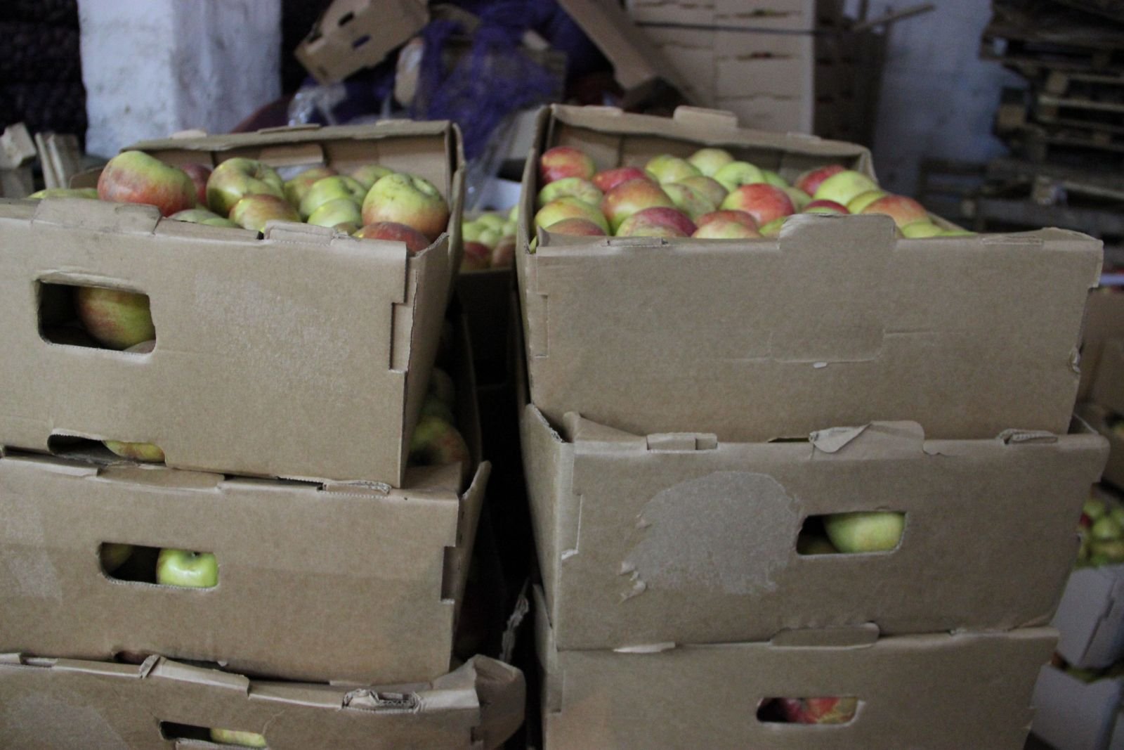 В сумке 5 килограмм овощей. Курган яблочная. Яблоки Курганской области фото.