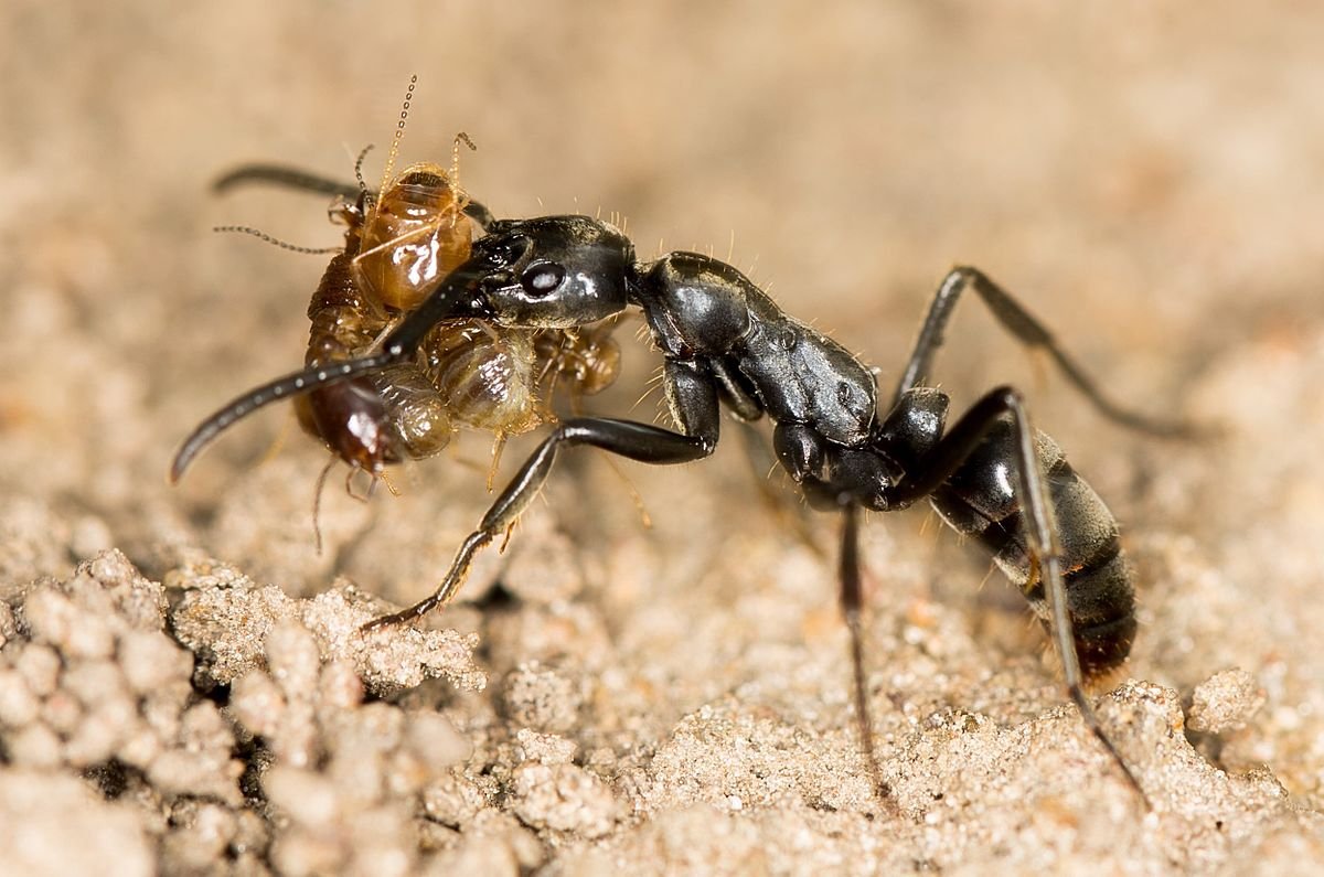 В африке водятся муравьи которые устраивают. Муравьи мотабелла. Муравьи Megaponera. Термиты и муравьи.