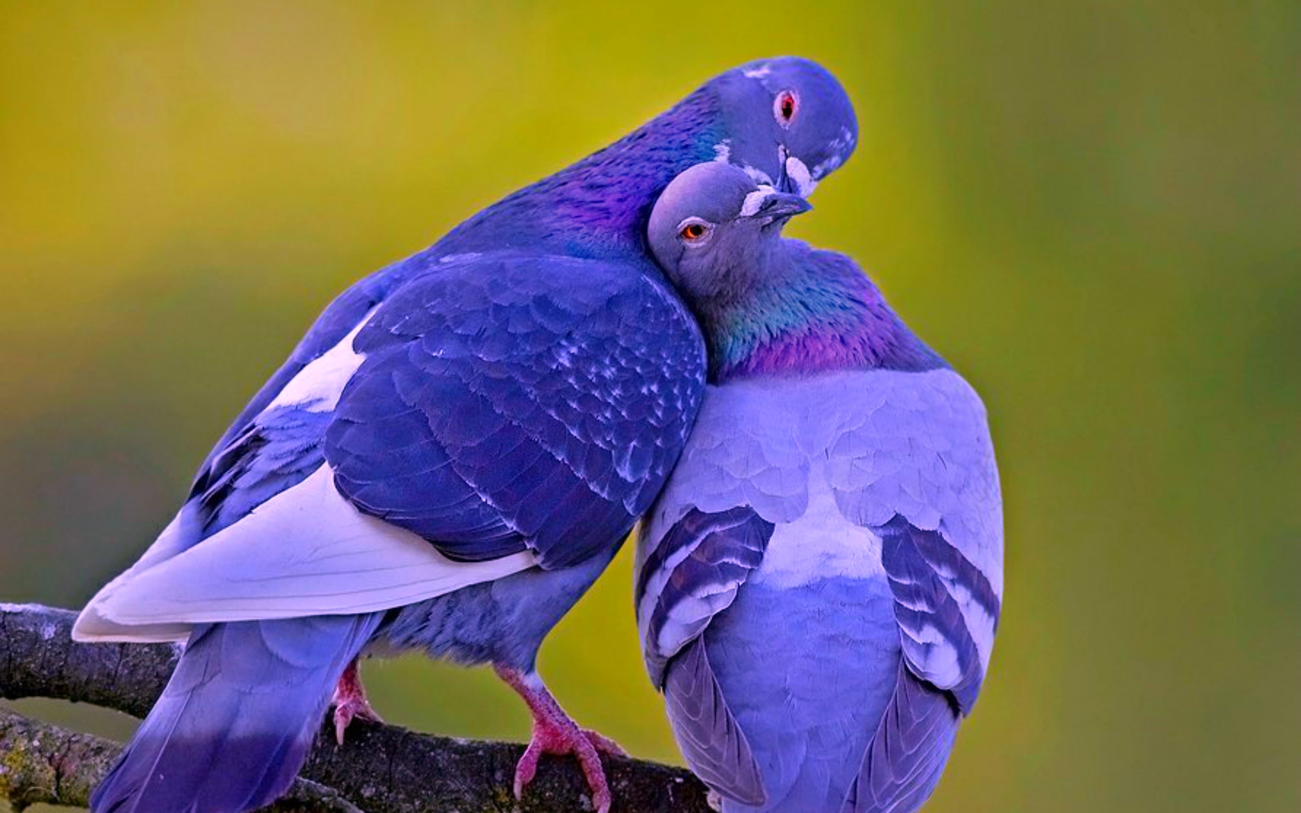 Хороших голубей. Мадейрский голубь. Пара голубей. Голуби воркуют. Красивые голуби.