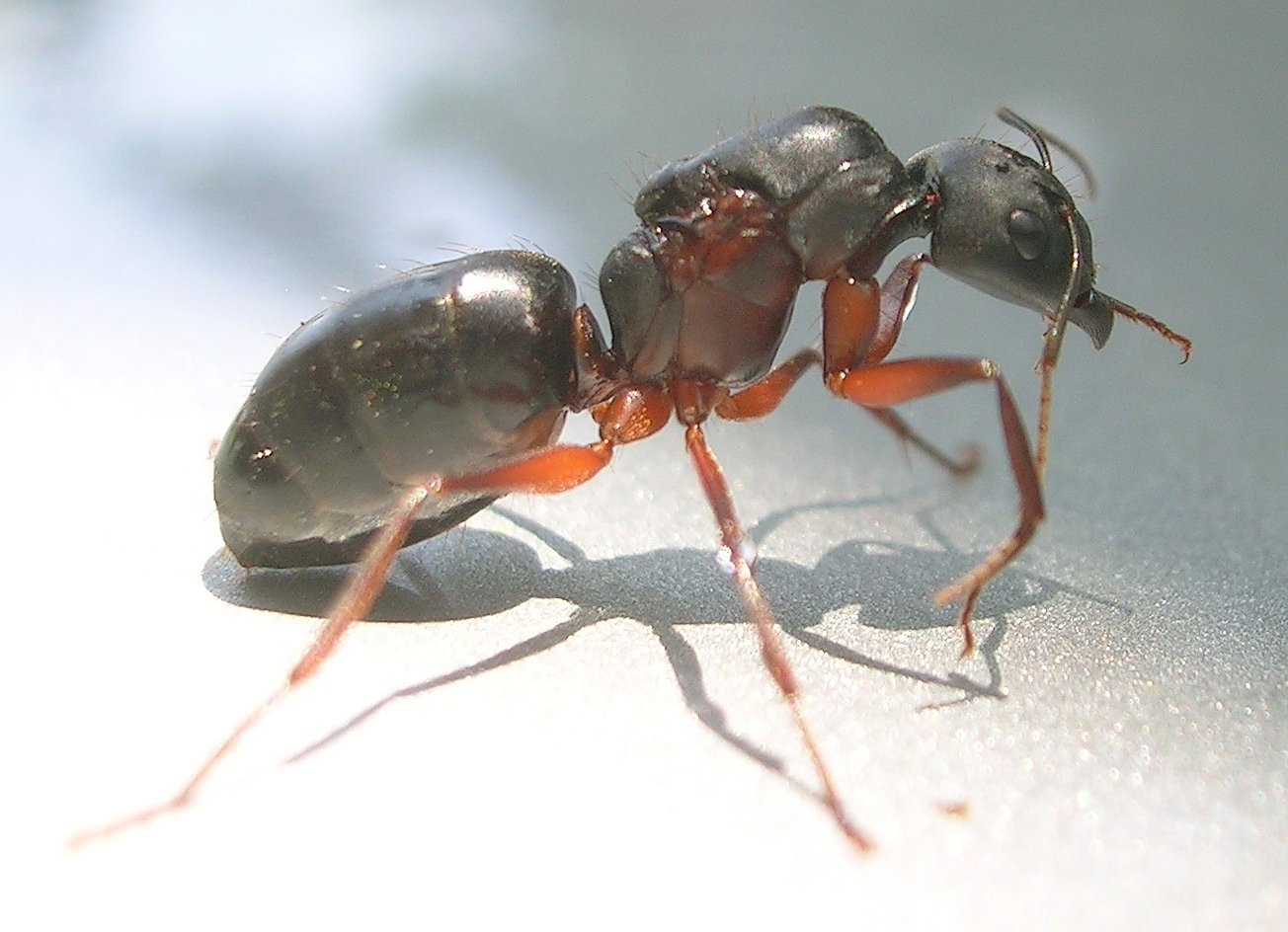 Camponotus compressus. Малайзийский муравей-камикадзе Camponotus saundersi. Кампонотус Квин. Муравьи Camponotus. Муравьи можно ли есть