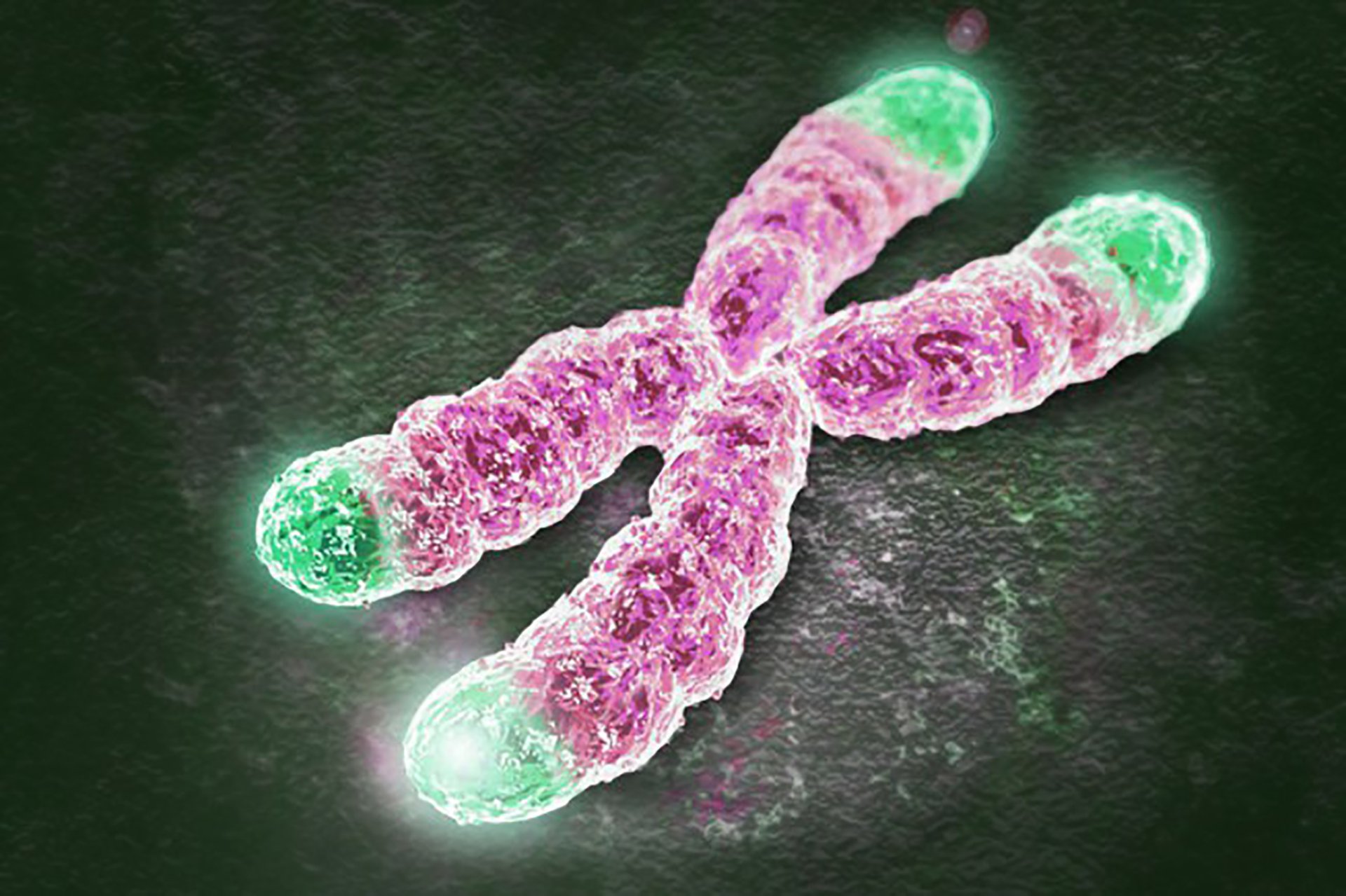 Хромосомы живых клеток. Теломеры хромосом. Теломеры ДНК. Хромосома ДНК теломеры. Теломеры клетки.