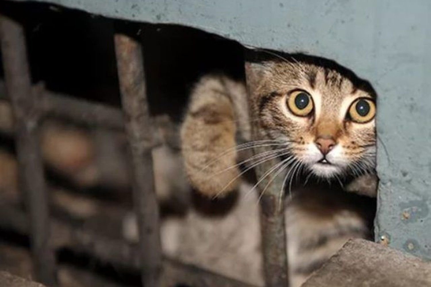 Брошенный котик