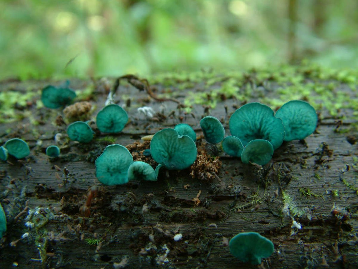 Сине зеленый фото. Chlorociboria aeruginascens. Хлороцибория сине-зеленая. Гриб Хлороцибория сине-зеленая. Хлороцибория сине-зеленоватая (Chlorociboria aeruginascens).