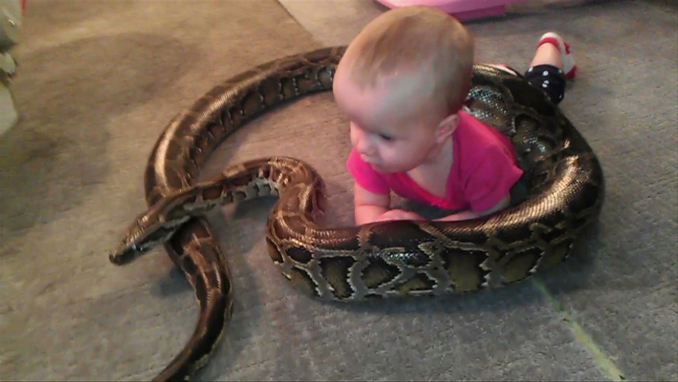 Держать змею в руках. Змея для детей. Змеи в доме. Малыш змеи.