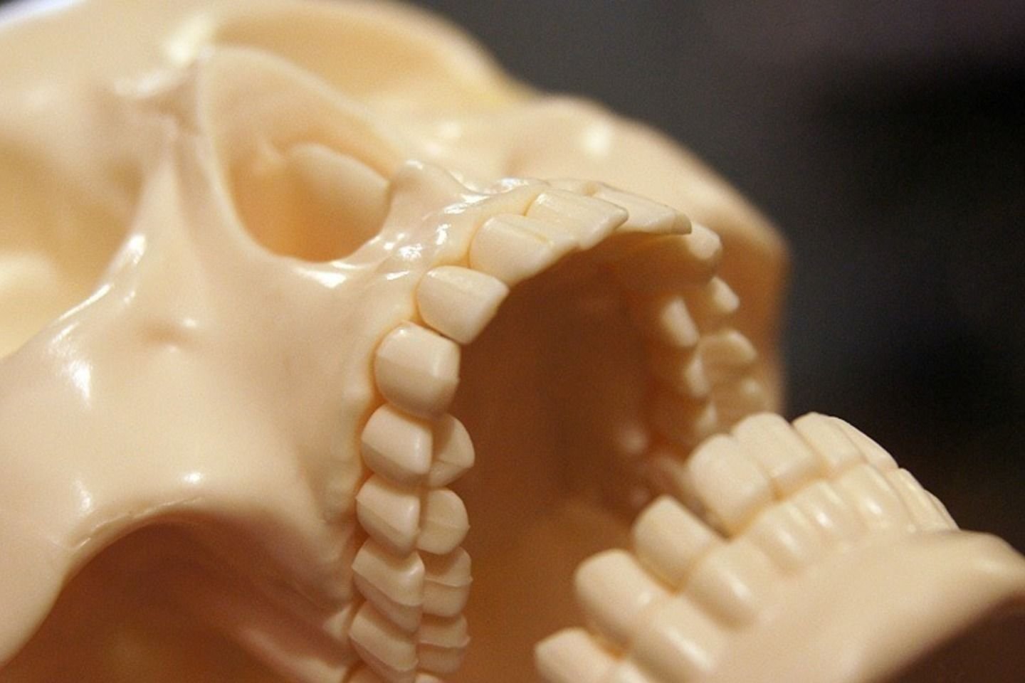 Детский череп фото. Человеческий череп с зубами.