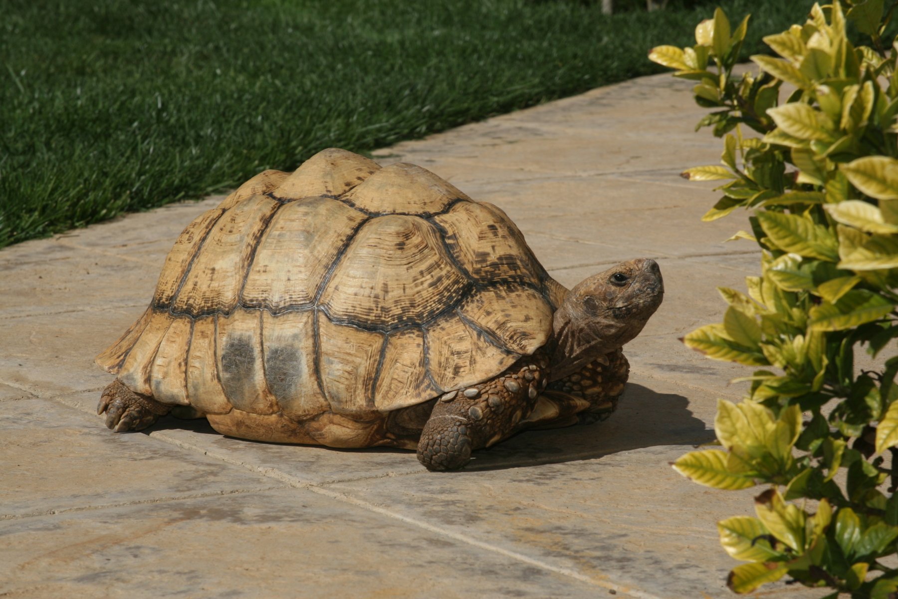 Turtle pet. Черепаха Верн. Кот и черепаха. Кошачья черепаха. Черепаший побег.