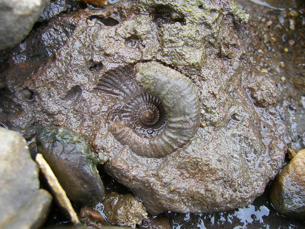 Моллюск в камне. Аммониты древние моллюски моллюски. Окаменелые моллюски аммониты. Аммониты на Волге. Аммонит в Камне окаменелость.