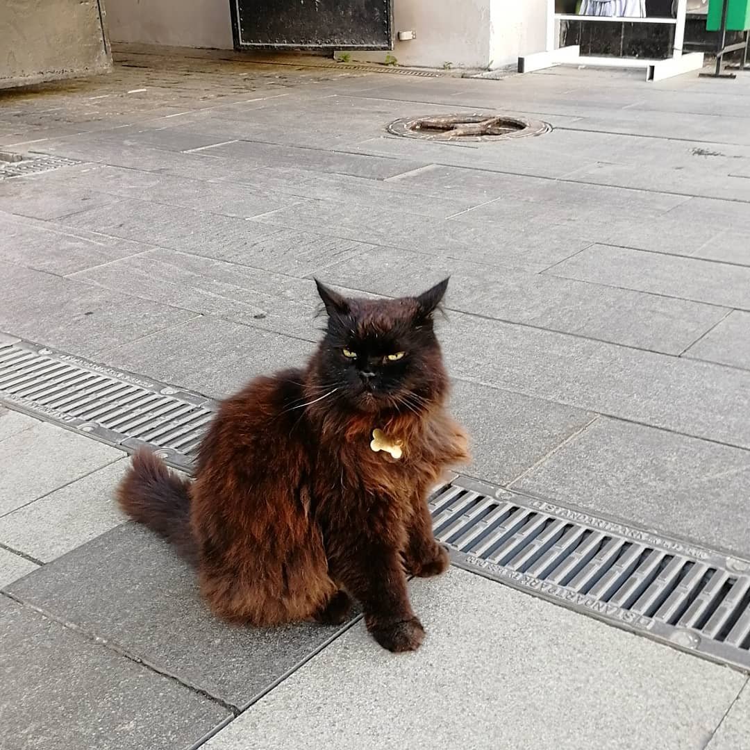 Кот бегемот музей. Кот Бегемот Булгаковский дом.