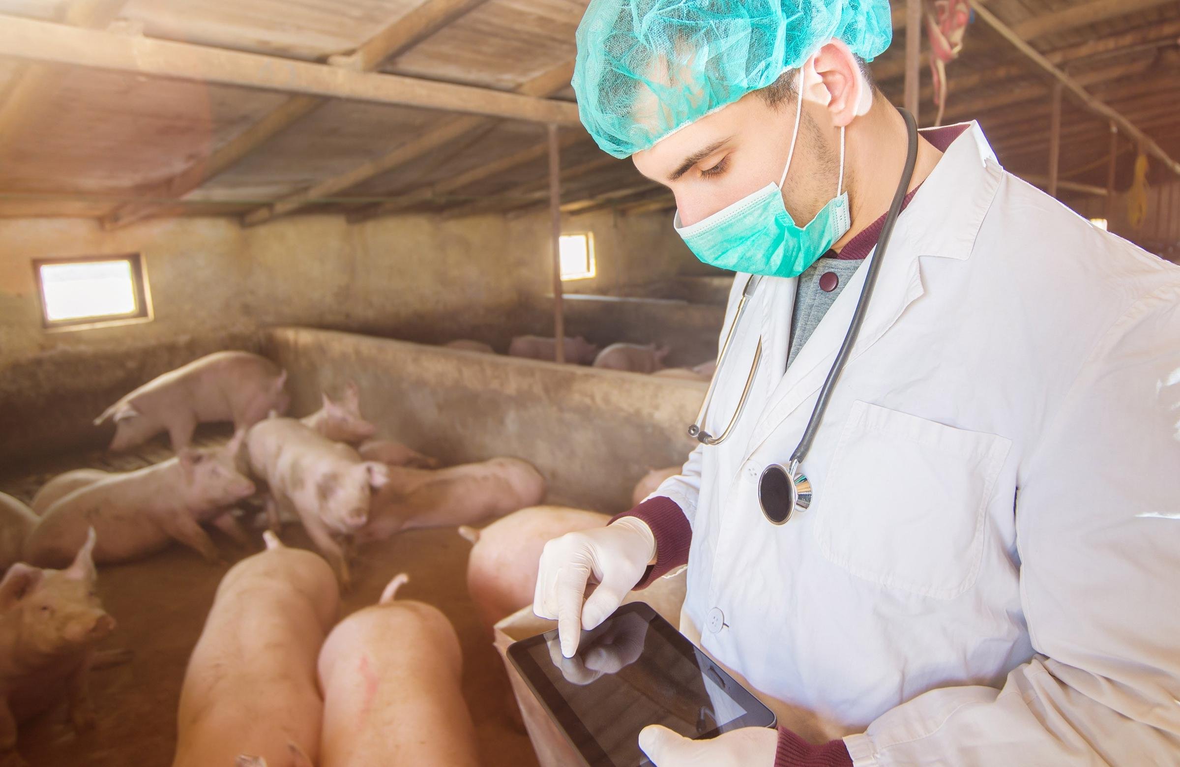 Ветеринарные правила свиней. Ветеринарный осмотр свиней. Обследование свиньи Ветеринария. Ветеринарно-санитарная экспертиза свиней.