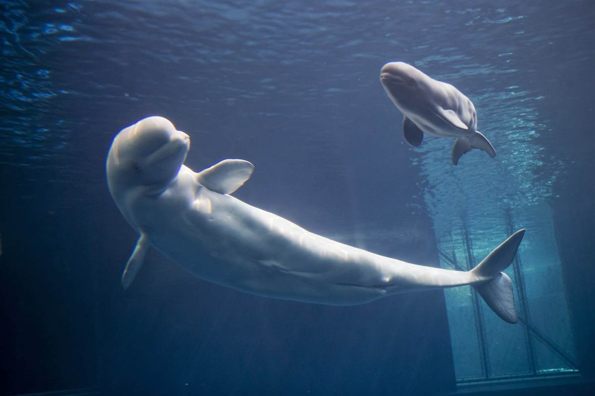 Кит живет в воде. Белый кит Белуха. Белуха (Delphinapterus leucas). Полярный Дельфин Белуха. Белый Полярный кит Белуха.