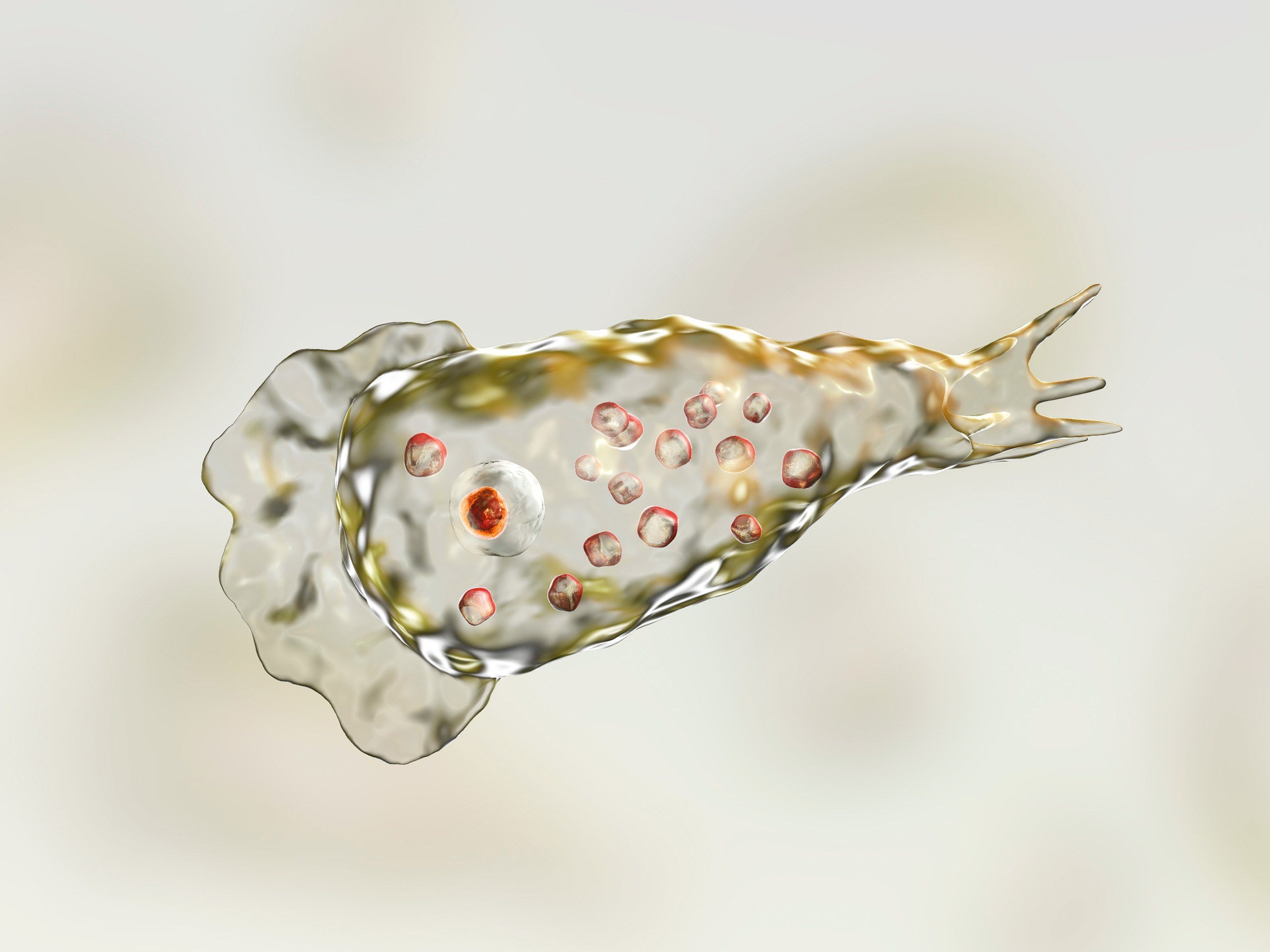 Brain eating amoeba. Неглерия Фоулера (Naegleria fowleri).