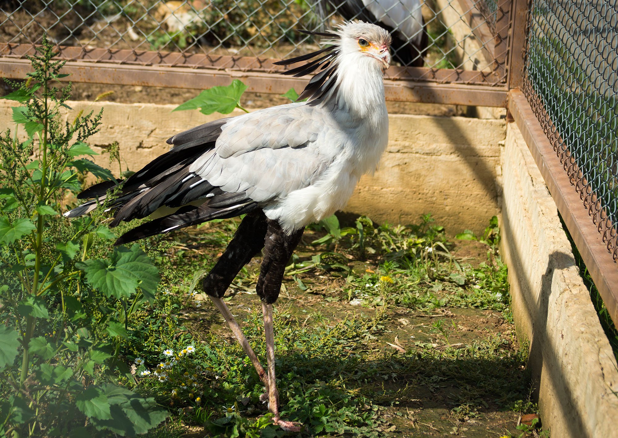 Птицы московского зоопарка фото с названиями