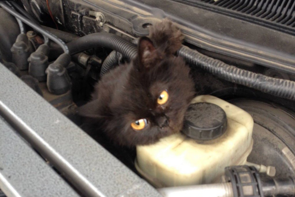 Кошка под капот. Котенок под капотом. Кот под капотом машины. Котенок под капотом авто. Кот на двигателе.