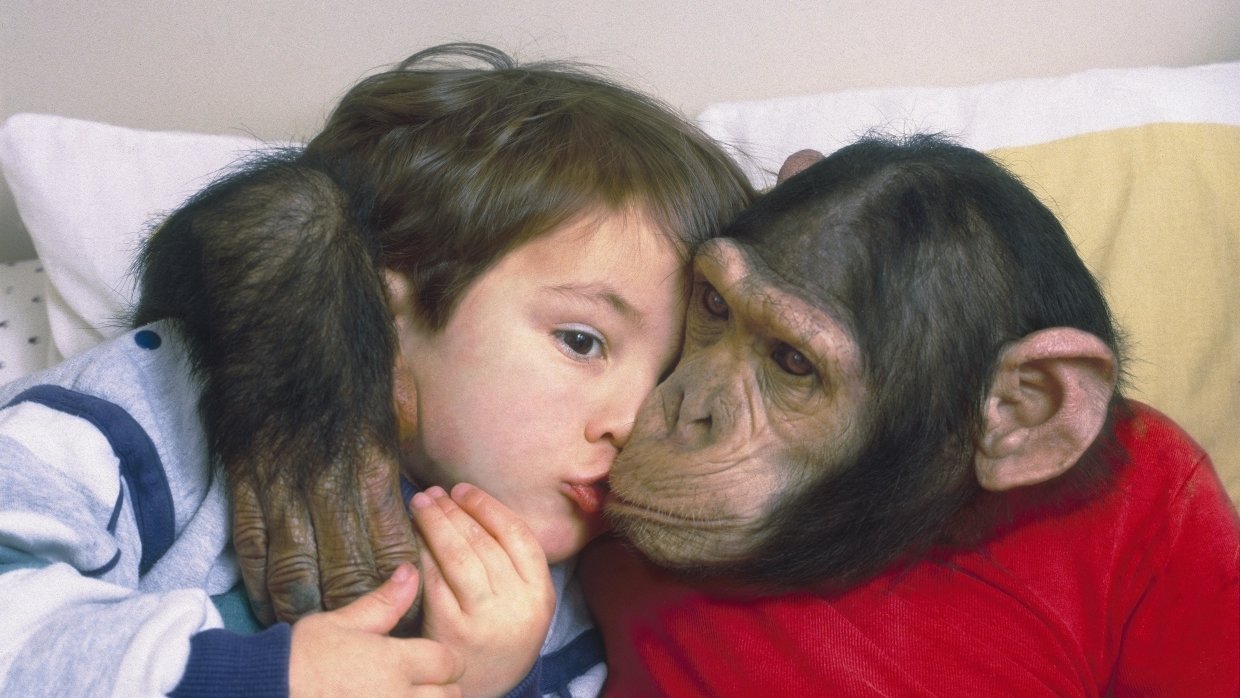 Шимпанзе девушку. Обезьянка мальчик. Обезьяна девочка. Ребенок шимпанзе. Шимпанзе девочка.