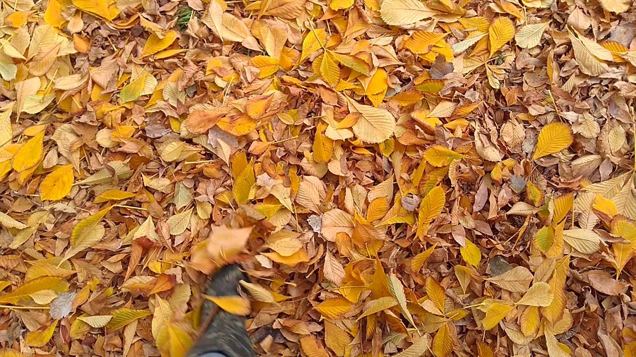 Опавшие листья читать