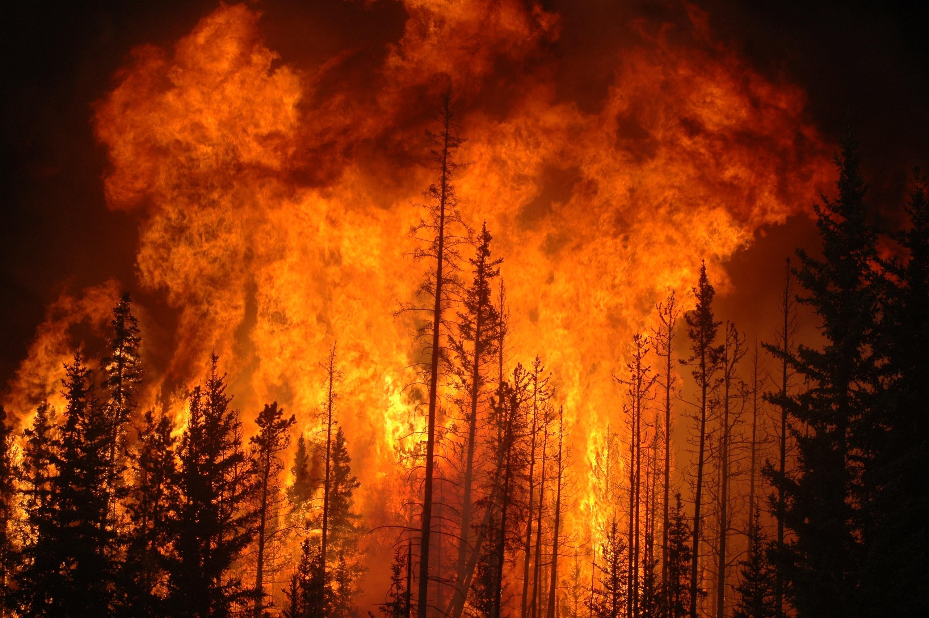 Пока я снова пепел в атмосфере сгораю. Природные пожары. Пожар в лесу. Верховой Лесной пожар. Огонь в лесу.