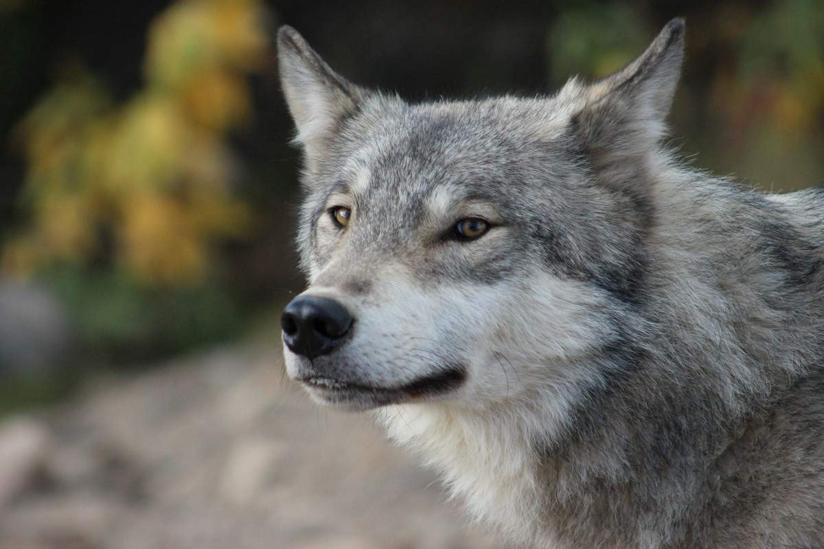 Wolf. Серый волк canis Lupus. Альфа волк. «Серый волк» (Сары Буре). Серый.