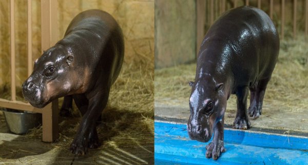 В зоопарке Ростова-на-Дону поселился милейший карликовый бегемотик из Дании