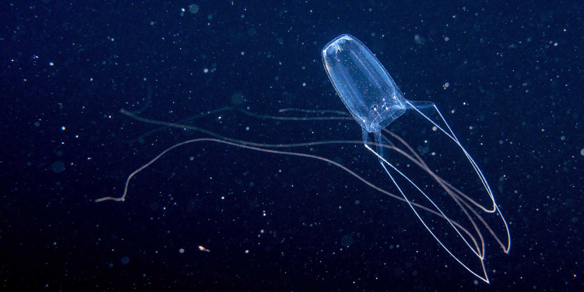 ядовитые медузы австралии