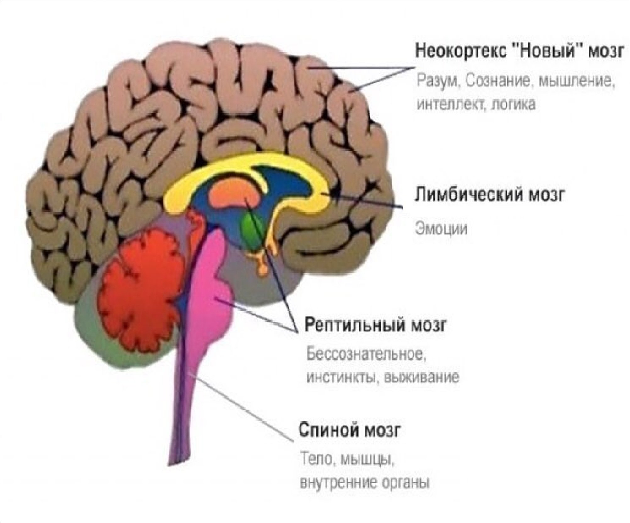 Неокортексе лимбической системе рептильном мозге. Мозг неокортекс. Рептильный мозг. Рептильный мозг человека. Палеокортекс и неокортекс.