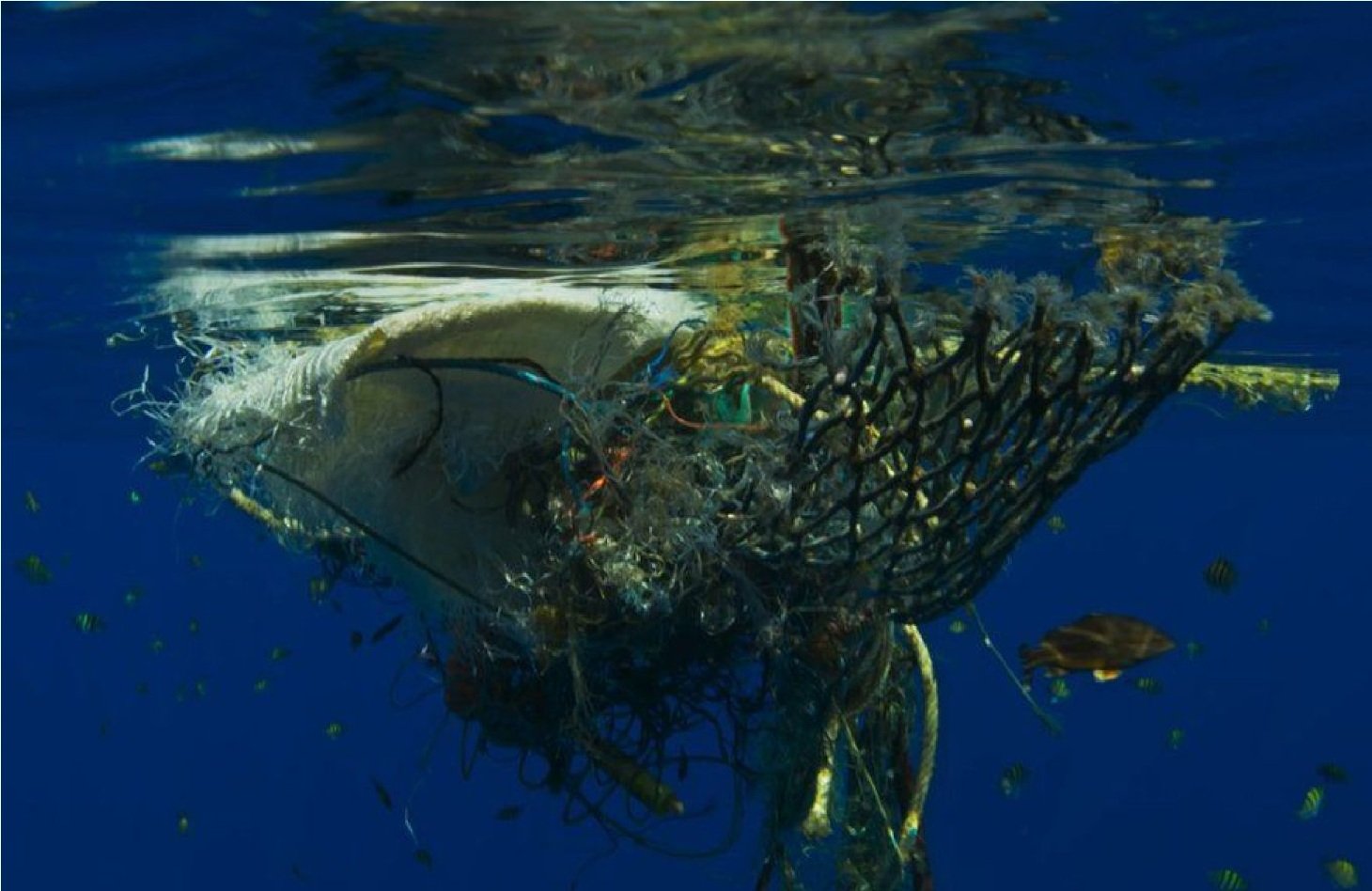 С участием живых организмов происходит мирового океана. Загрязнение мирового океана. Загрязнение мирового океана акула. Загрязнение мирового океана картинки. Последствия загрязнения мирового океана.